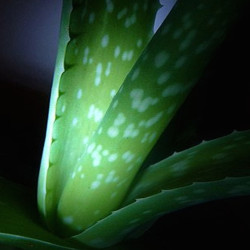 Aloe Vera Barbadensis: una leggendaria pianta curativa