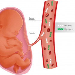 Neobona arriva in italia la nuova generazione di test prenatale non invasivo nipt
